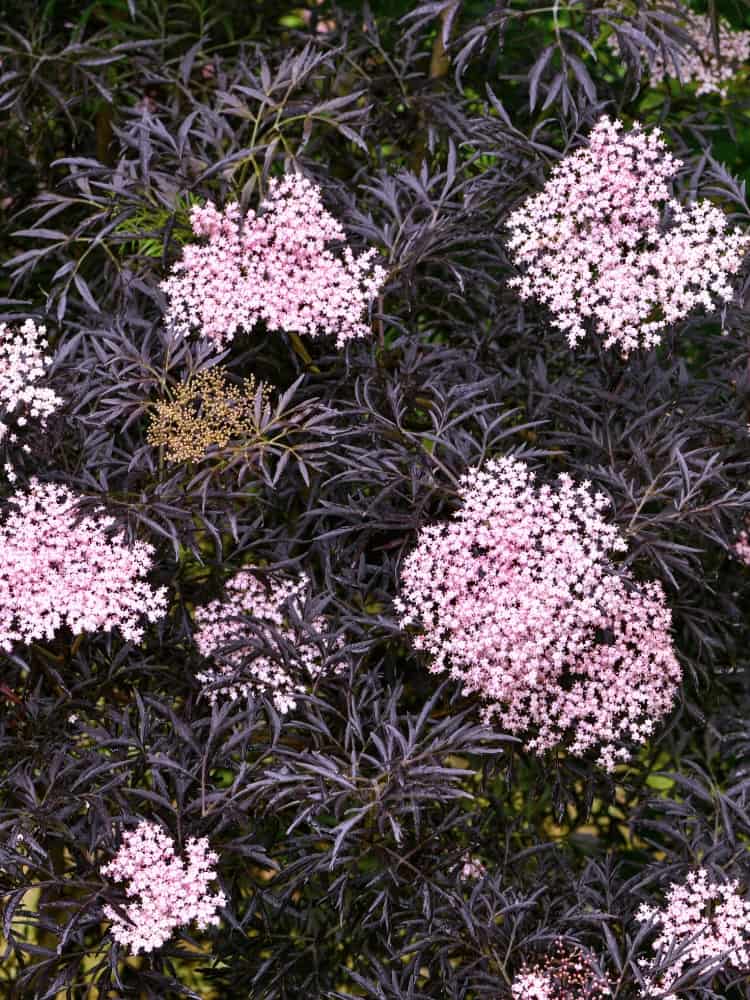 Sambucus nigra 'Cherry Lace' ®, Schwarzer Holunder 'Cherry Lace' ® im Onlineshop der Bohlken Baumschulen