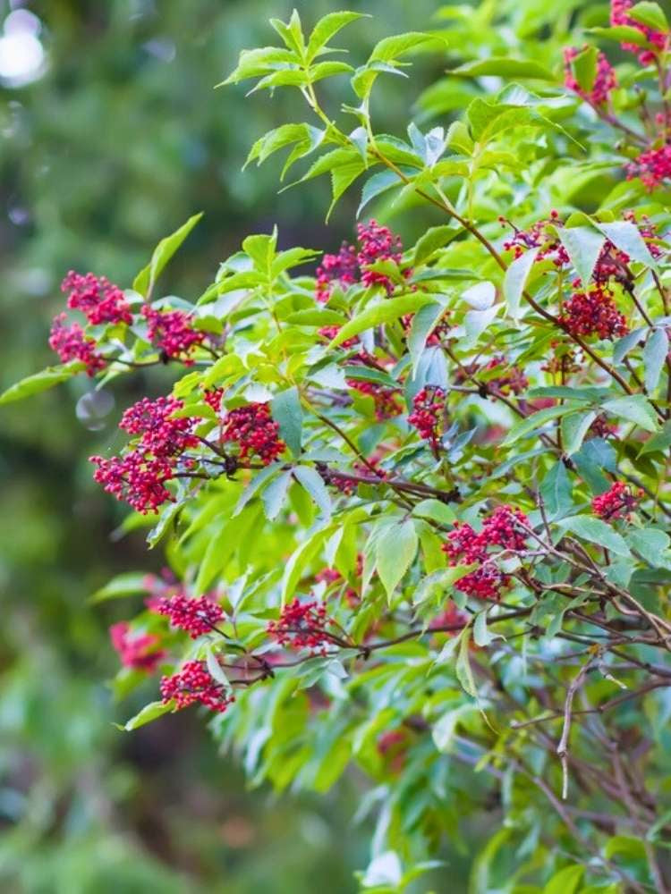 Traubenholunder| Sambucus racemosa im Onlineshop der Bohlken Baumschulen