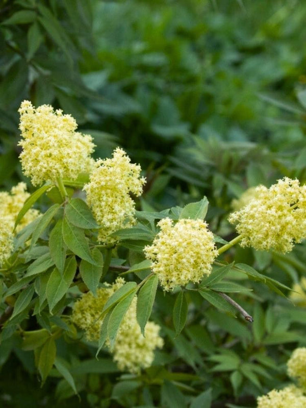 Traubenholunder| Sambucus racemosa im Onlineshop der Bohlken Baumschulen