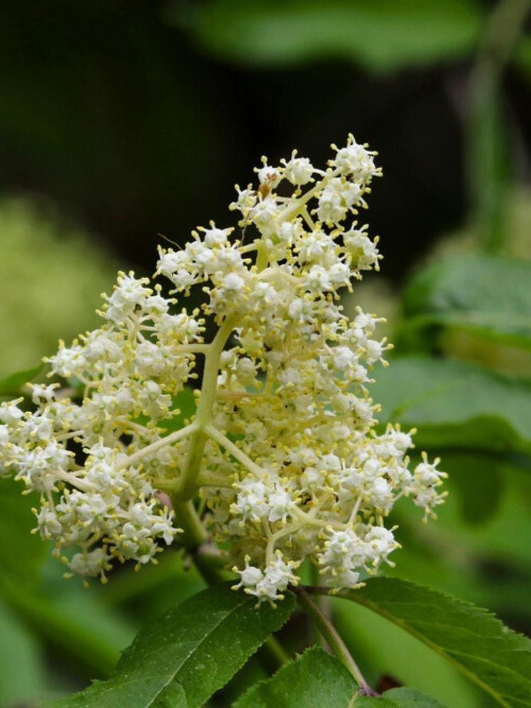 Traubenholunder| Sambucus racemosa im Onlineshop der Bohlken Baumschulen