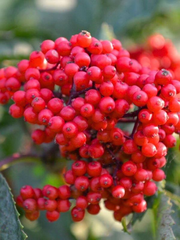 Traubenholunder| Sambucus racemosa im Onlineshop der Bohlken Baumschulen