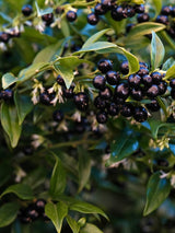Fleischbeere