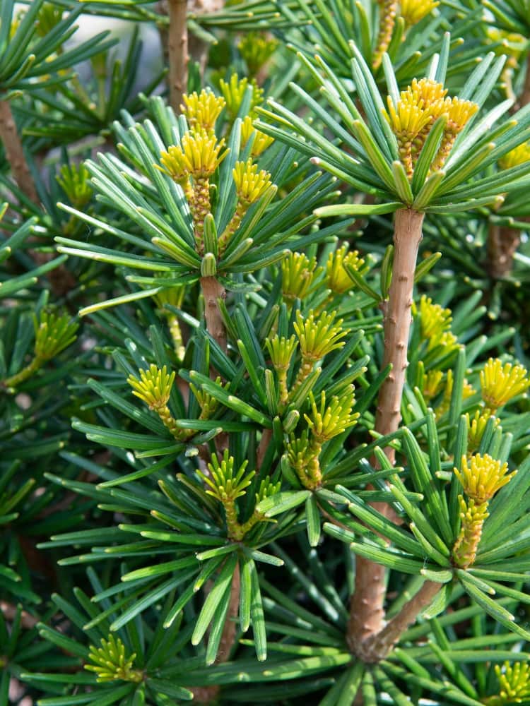 Japanische Schirmtanne 'Beauty Green'