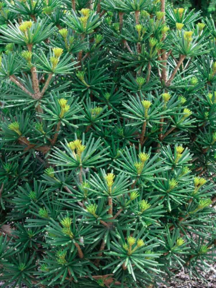  Sciadopitys verticillata 'Kobito', Japanische Schirmtanne 'Kobito' im Onlineshop der Bohlken Baumschulen
