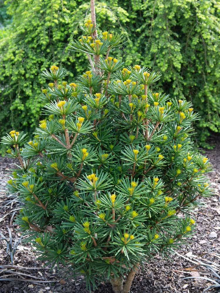 Japanische Schirmtanne, Sciadopitys verticillata 'Piccola' kaufen im Online-Shop der Bohlken Baumschulen