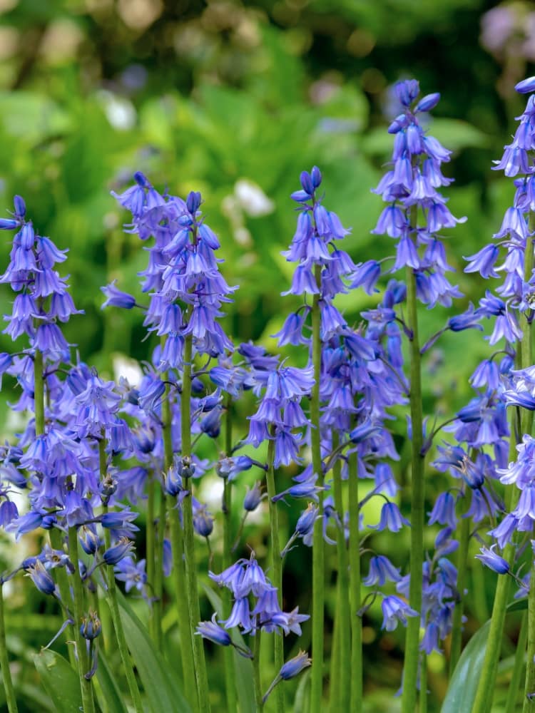 Scilla campanulata 'Excelsior' | Spanisches Hasenglöckchen 'Excelsior' im Onlineshop der Bohlken Baumschulen