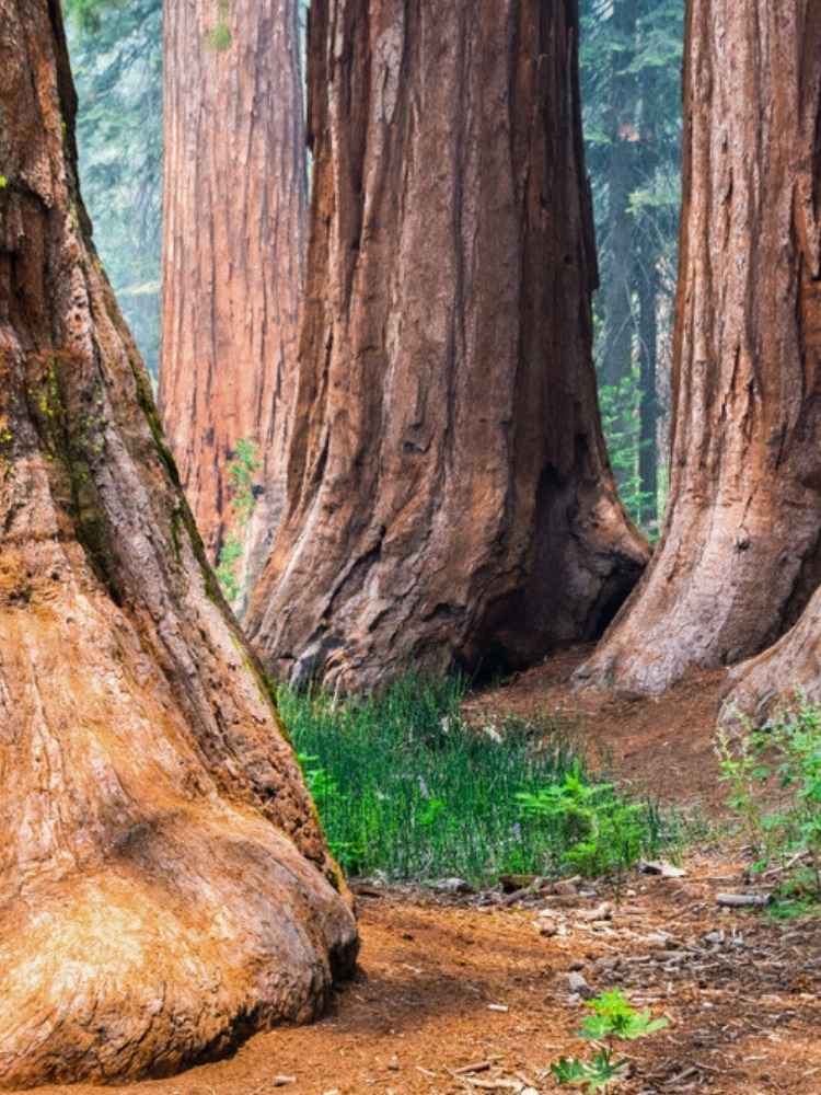 Kalifornischer Mammutbaum | Sequoiadendron giganteum im Onlineshop der Bohlken Baumschulen