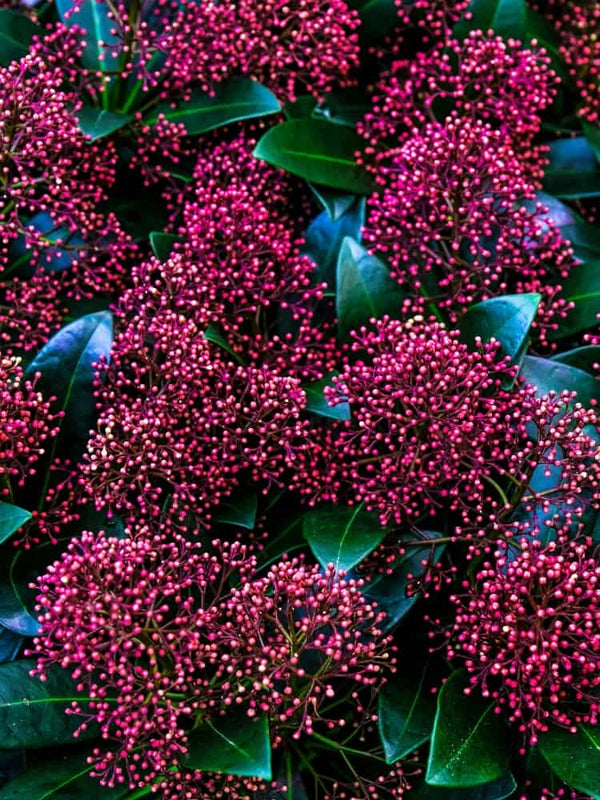 Skimmia japonica Rubesta® (pbr) 'Moerings 3', Japanische Blütenskimmie 'Rubesta' ® im Onlineshop der Bohlken Baumschulen