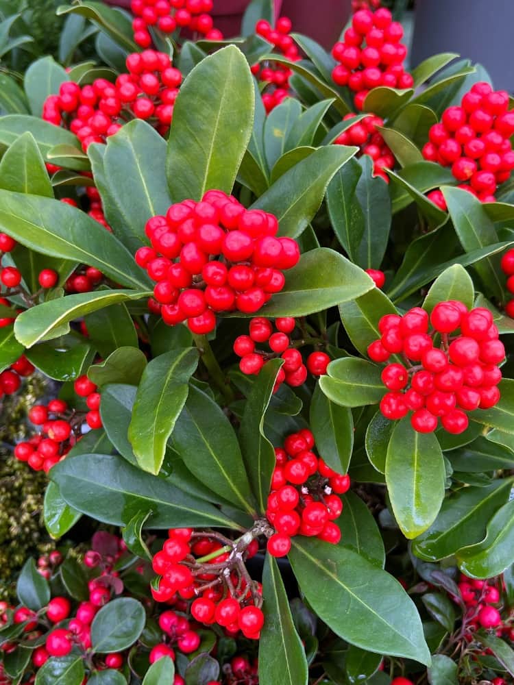 Skimmia japonica 'Temptation' ®, Japanische Fruchtskimmie 'Temptation' ® im Onlineshop der Bohlken Baumschulen