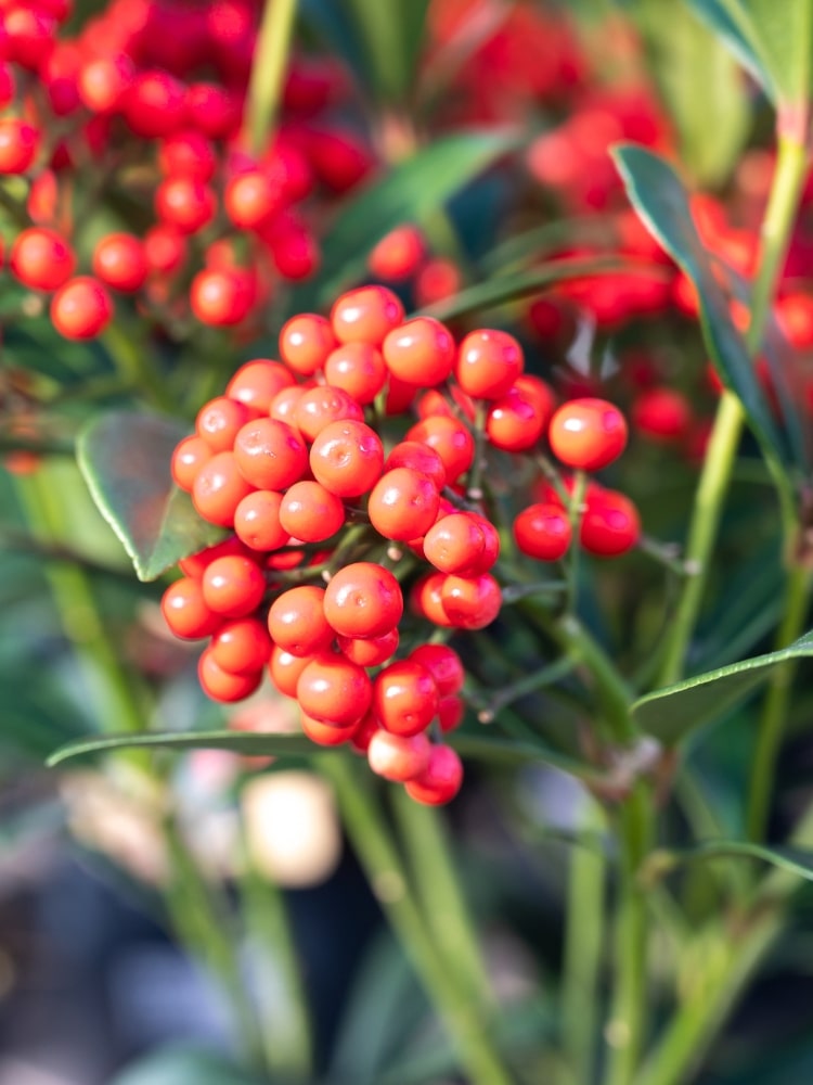 Skimmia japonica 'Temptation' ®, Japanische Fruchtskimmie 'Temptation' ® im Onlineshop der Bohlken Baumschulen