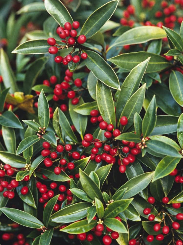 Skimmia reevesiana, Frucht-Skimmie im Onlineshop der Bohlken Baumschulen