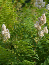 Sibirische Fiederspiere | Sorbaria sorbifolia im Onlineshop der Bohlken Baumschulen
