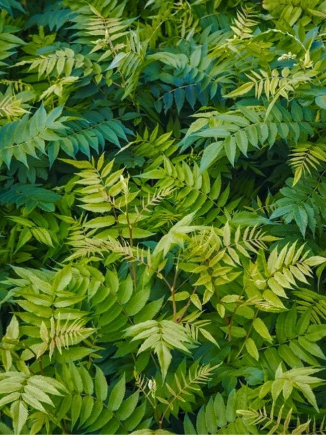 Sibirische Fiederspiere | Sorbaria sorbifolia im Onlineshop der Bohlken Baumschulen