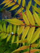 Sibirische Fiederspiere | Sorbaria sorbifolia im Onlineshop der Bohlken Baumschulen