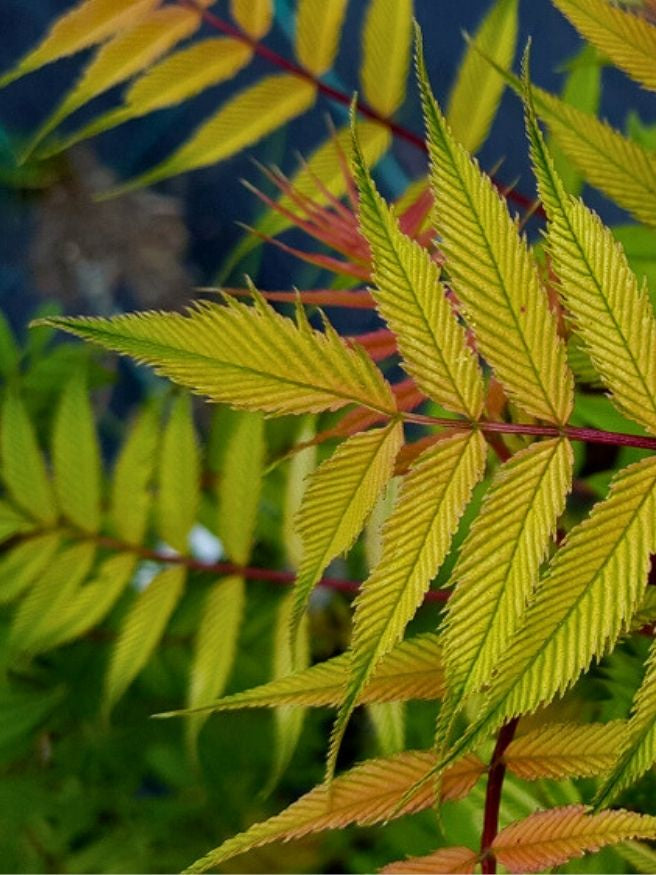 Sibirische Fiederspiere | Sorbaria sorbifolia im Onlineshop der Bohlken Baumschulen