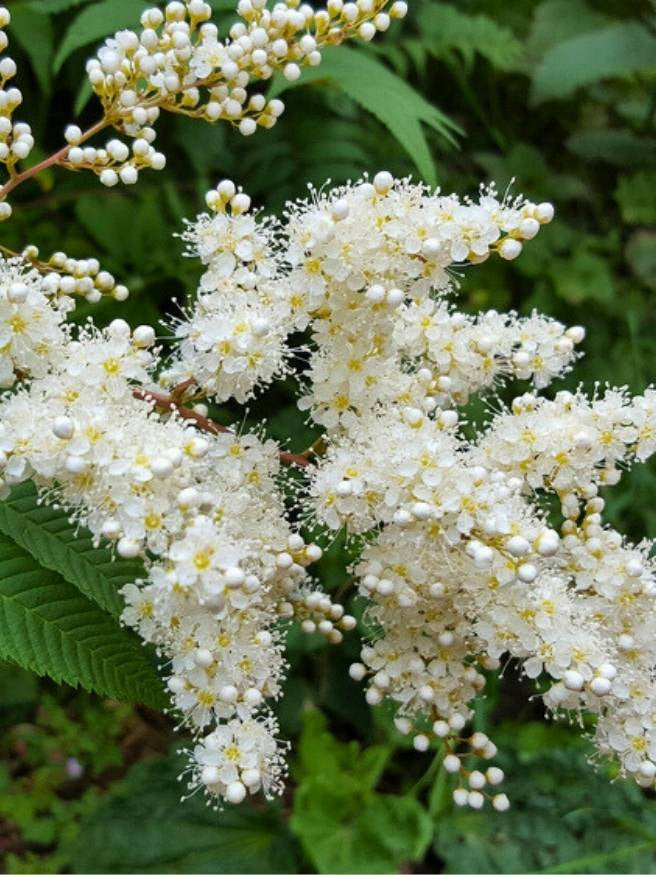 Sibirische Fiederspiere | Sorbaria sorbifolia im Onlineshop der Bohlken Baumschulen
