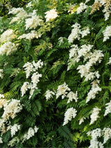 Sibirische Fiederspiere | Sorbaria sorbifolia im Onlineshop der Bohlken Baumschulen