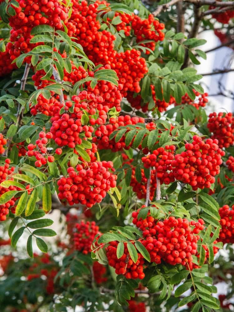 Artikelbild für Essbare Vogelbeere, Sorbus aucuparia 'Edulis'  im Online-Shop der Bohlken Baumschulen