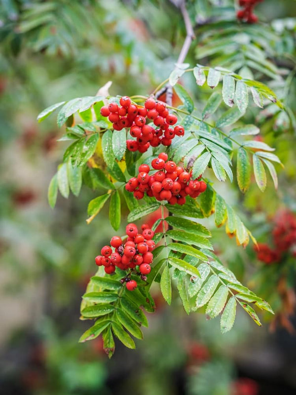 Artikelbild für Vogelbeere, Sorbus aucuparia 'Fingerprint' im Online-Shop der Bohlken Baumschulen