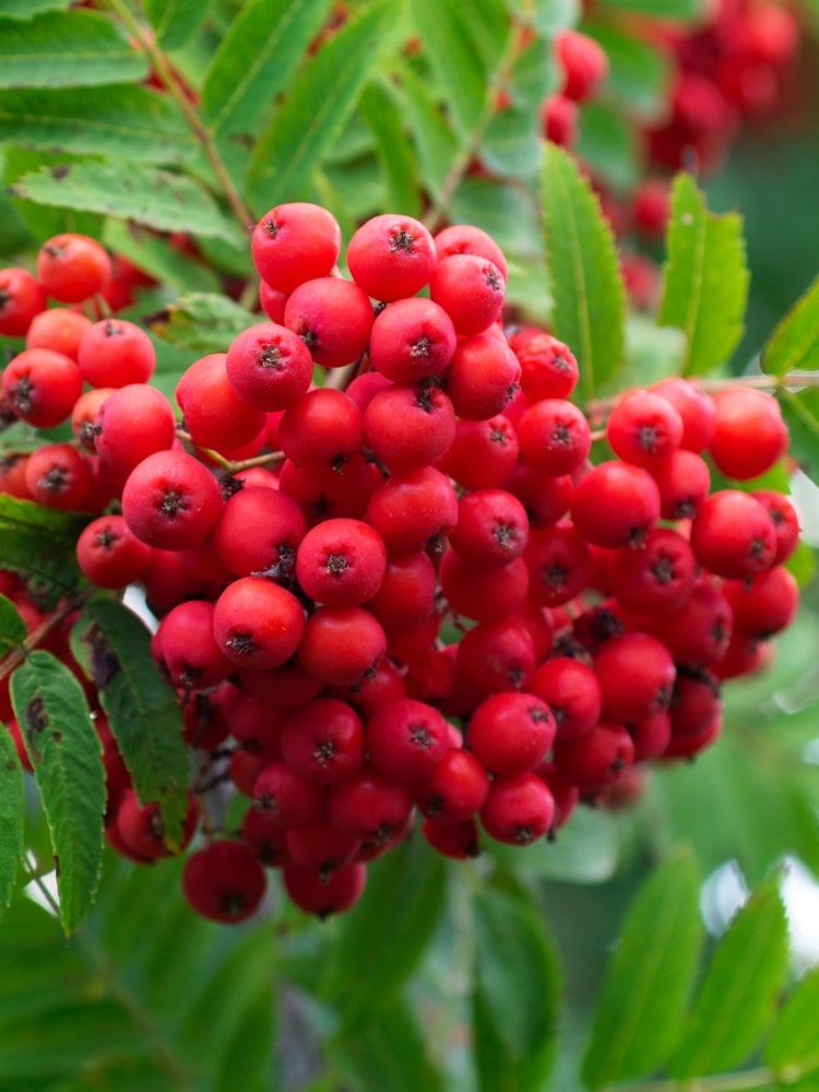 Sorbus aucuparia 'Konzentra', Essbare Vogelbeere, Eberesche 'Konzentra' im Onlineshop der Bohlken Baumschulen