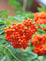 Sorbus aucuparia 'Rosina', Essbare Vogelbeere, Eberesche 'Rosina' im Onlineshop der Bohlken Baumschulen