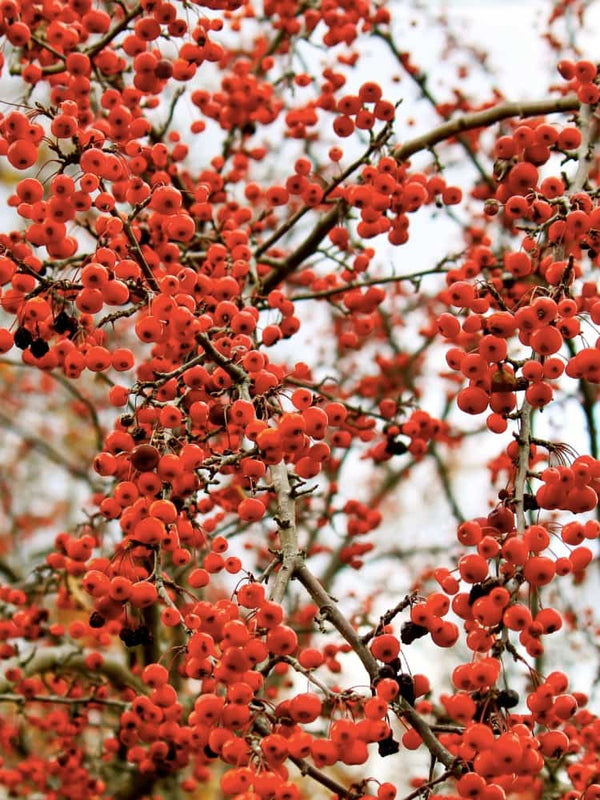 Artikelbild für Chinesische Mehlbeere, Sorbus folgneri 'Emiel' im Online-Shop der Bohlken Baumschulen