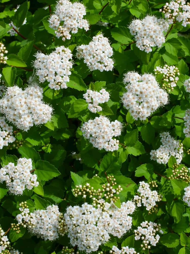 Birkenblättrige Spiere Blüte, Spiraea betulifolia im Shop der Bohlken Baumschulen