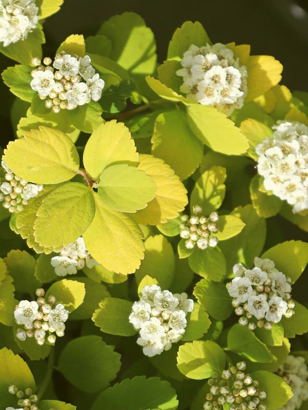 Artikelbild für Birkenblättrige Spiere, Spiraea betulifolia 'Tor Gold' ® im Online-Shop der Bohlken Baumschulen