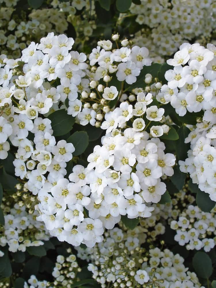 Zwergspiere, Weiße Polsterspiere, Spiraea decumbens im Shop der Bohlken Baumschulen