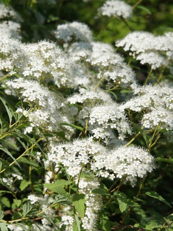 Weißblühende Zwergspiere 'Albiflora', Spiraea japonica 'Albiflora' im Shop der Bohlken Baumschulen