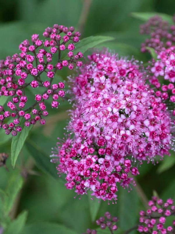 Sommerspiere 'Dart's Red', Spiraea japonica 'Dart's Red' im Shop der Bohlken Baumschulen