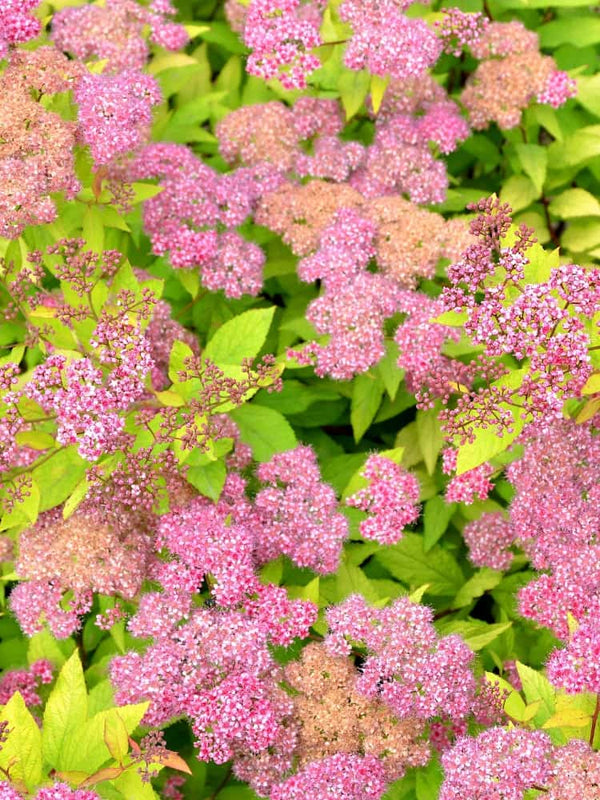 Sommerspiere 'Golden Princess', Spiraea japonica 'Golden Princess' im Shop der Bohlken Baumschulen