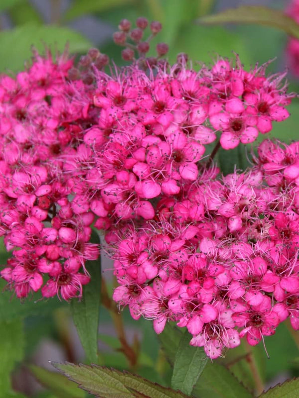 Rote Sommerspiere 'Neon Flash', Spiraea japonica 'Neon Flash' im Shop der Bohlken Baumschulen