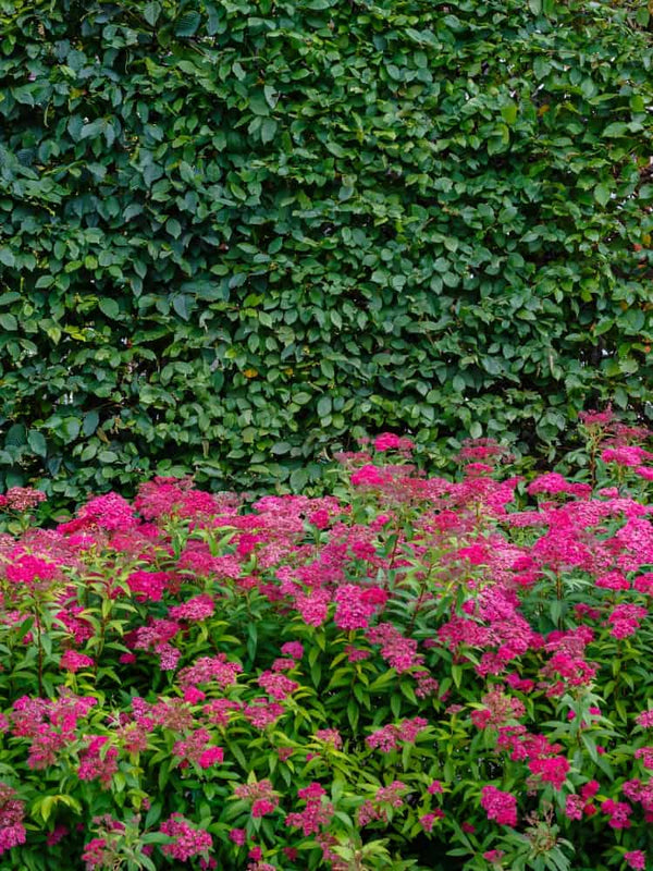 Rote Sommerspiere 'Neon Flash', Spiraea japonica 'Neon Flash' Hecke im Shop der Bohlken Baumschulen