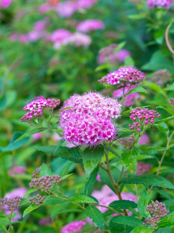 Spiraea japonica 'Odessa' ®, Sommerspiere 'Odessa' ® im Onlineshop der Bohlken Baumschulen