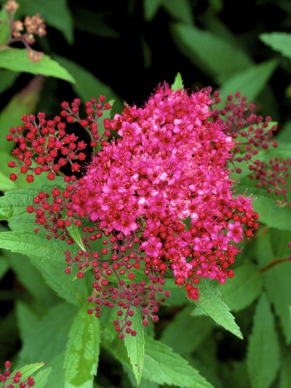 Sommerspiere 'Zigeunerblut', Spiraea japonica 'Zigeunerblut' im Shop der Bohlken Baumschulen