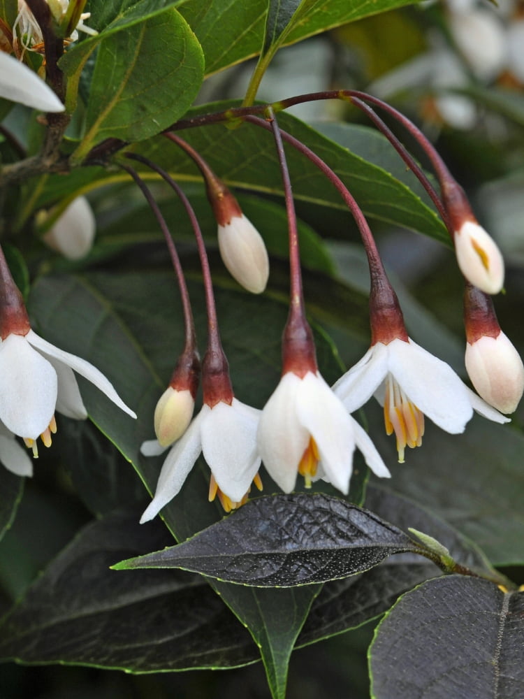 Styrax japonicus 'Evening Light', Japanischer Storaxbaum 'Evening Light' im Onlineshop der Bohlken Baumschulen