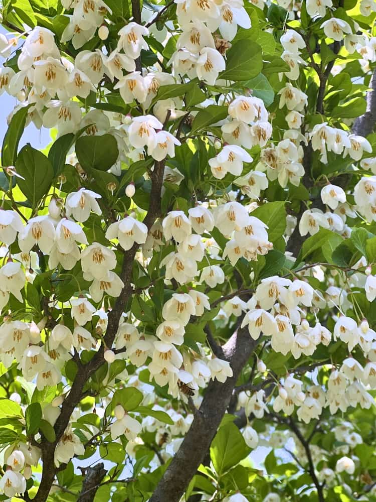 Styrax japonicus 'June Snow' ®, Japanischer Storaxbaum 'June Snow' ® im Onlineshop der Bohlken Baumschulen