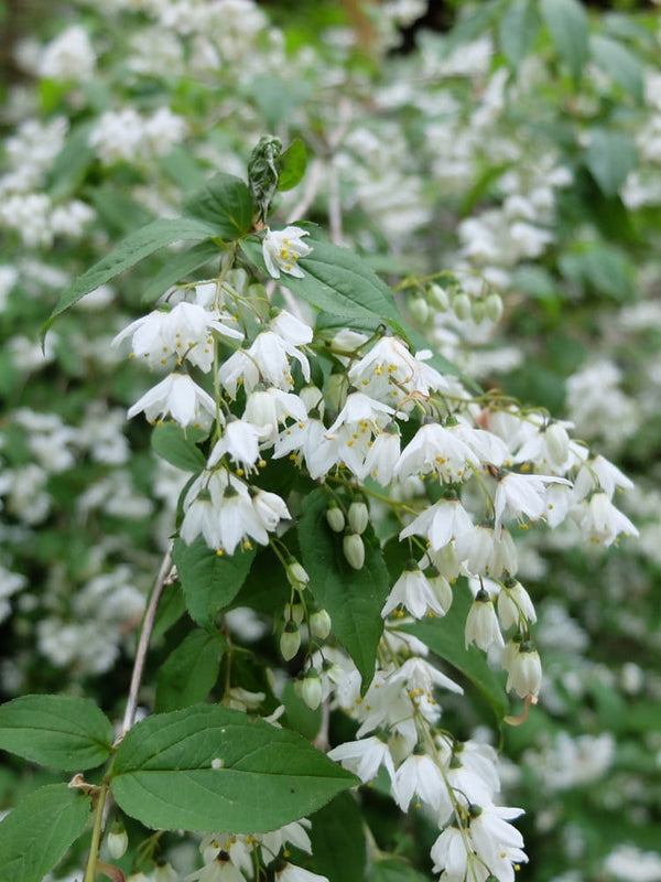 Japanischer Storaxbaum 'Snowcone' ®