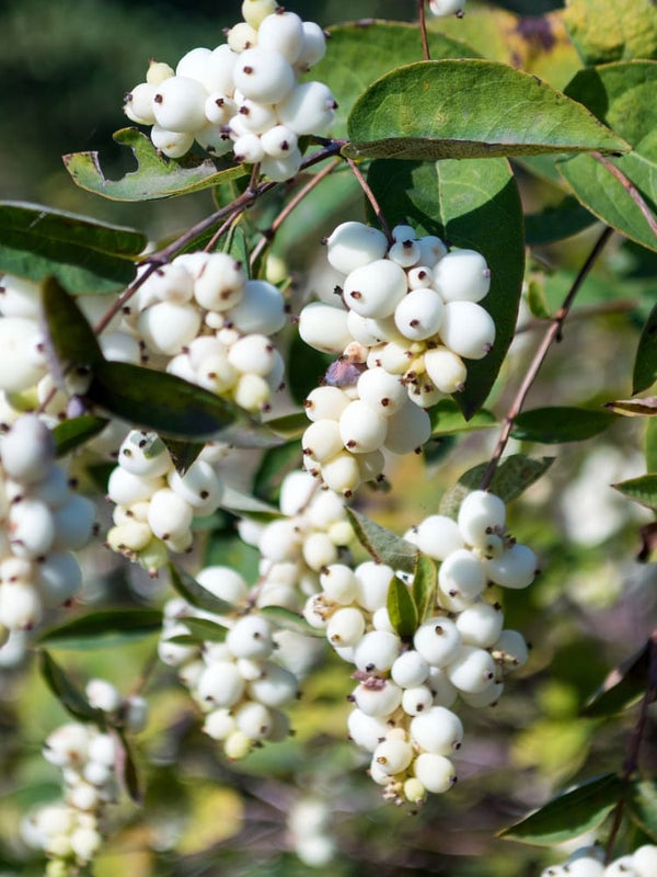 Symphoricarpos albus laevigatus, Gemeine Schneebeere im Onlineshop der Bohlken Baumschulen