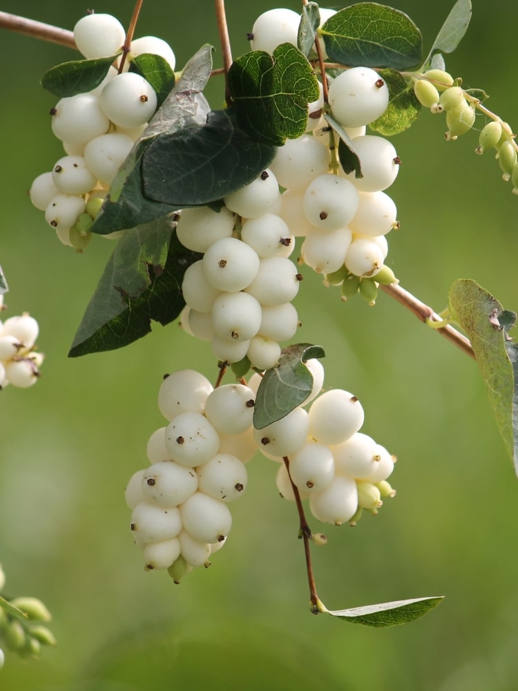 Symphoricarpos albus laevigatus, Gemeine Schneebeere im Onlineshop der Bohlken Baumschulen