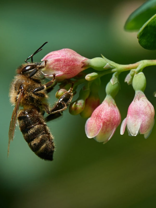 Symphoricarpos albus laevigatus, Gemeine Schneebeere im Onlineshop der Bohlken Baumschulen