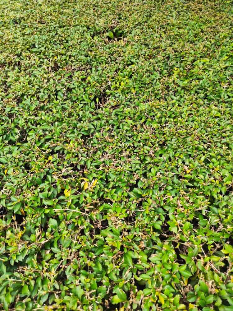 Niedrige Purpurbeere 'Hancock', Symphoricarpos chenaultii 'Hancock' im Shop der Bohlken Baumschulen