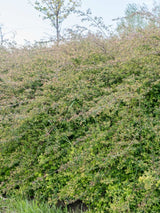 Niedrige Purpurbeere 'Hancock', Symphoricarpos chenaultii 'Hancock' Hecke im Shop der Bohlken Baumschulen