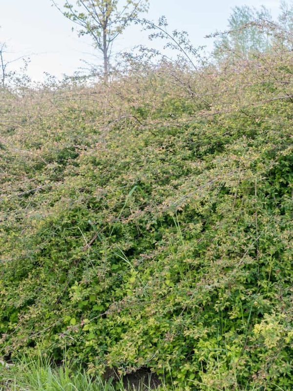 Niedrige Purpurbeere 'Hancock', Symphoricarpos chenaultii 'Hancock' Hecke im Shop der Bohlken Baumschulen