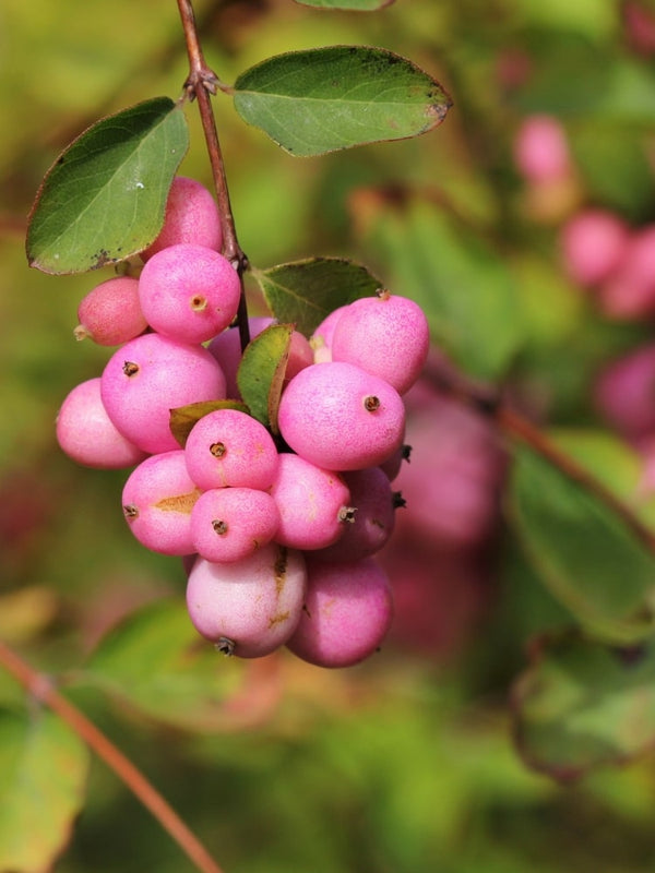 Symphoricarpos doorenbosii 'Amethyst' ®, Schneebeere 'Amethyst' im Onlineshop der Bohlken Baumschulen