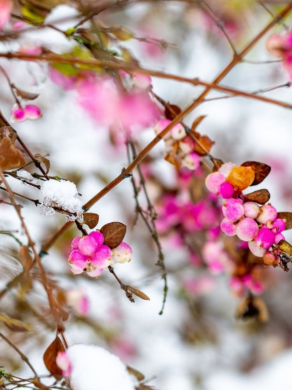 Symphoricarpos doorenbosii 'Amethyst' ®, Schneebeere 'Amethyst' im Onlineshop der Bohlken Baumschulen