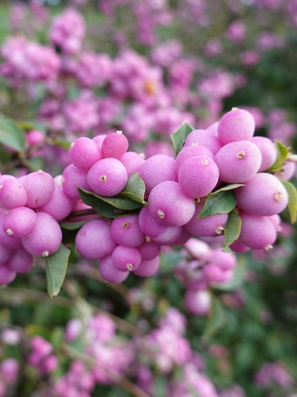 Symphoricarpos doorenbosii 'Mother o.Pearl', Schneebeere 'Mother o.Pearl' im Onlineshop der Bohlken Baumschulen