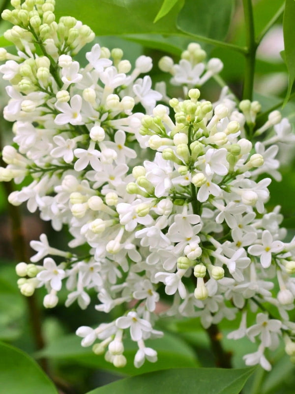 Syringa meyeri 'Flowerfesta ® White', Zwerg-Flieder, Duft-Flieder 'Flowerfesta ® White' im Onlineshop der Bohlken Baumschulen