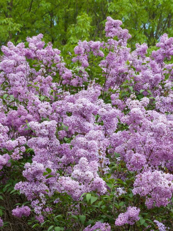 Syringa chinensis 'Saugeana', Königsflieder 'Saugeana' im Onlineshop der Bohlken Baumschulen